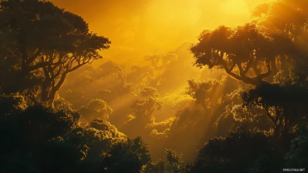 A dense forest illuminated by the golden light of the setting sun, shadows dancing among the trees.