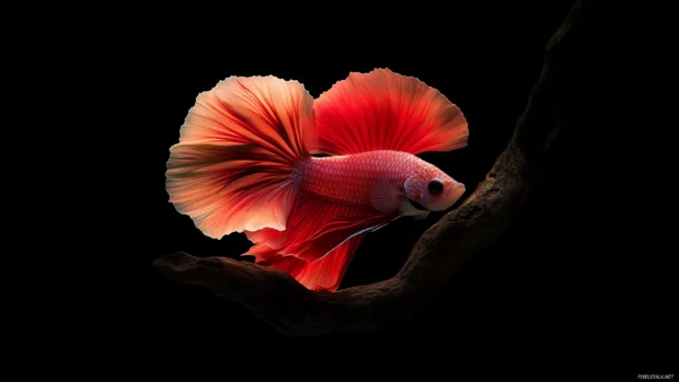 A dramatic shot of a betta fish with its fiery red and orange fins fanned out, floating in a still tank, with calm waters and gentle light.