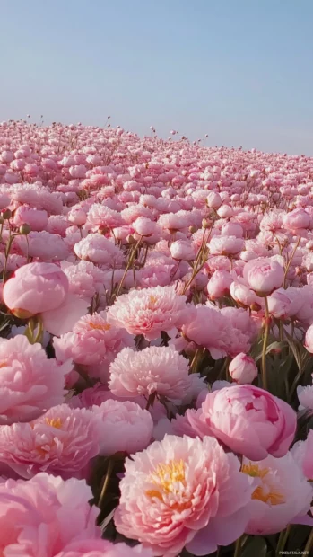 A field of peonies captured in gentle light in pink wallpapers for girls collage style.