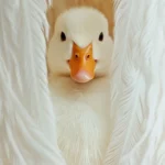 A fluffy duck peeks out from between soft feathers arranged as a vertical pattern.