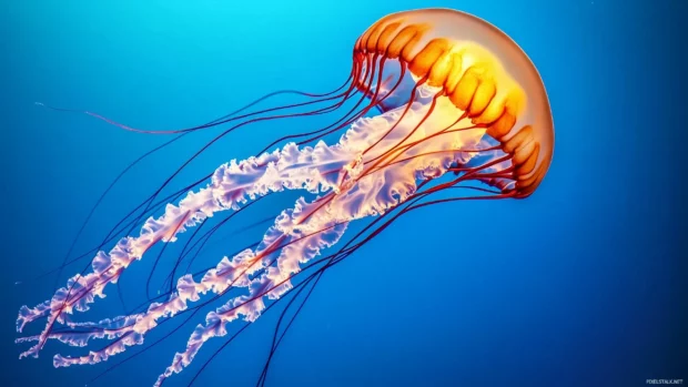 A glowing jellyfish floating gracefully in deep blue waters, its translucent body and tentacles illuminated by soft light.