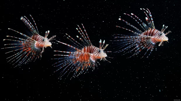 A group of exotic lionfish with their long, spiky fins fanned out, floating gracefully in the deep ocean.