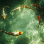 A group of vibrant koi fish swimming in a circle, creating a mesmerizing pattern in clear water with subtle reflections of the sky.