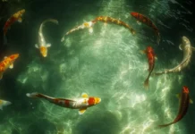 A group of vibrant koi fish swimming in a circle, creating a mesmerizing pattern in clear water with subtle reflections of the sky.