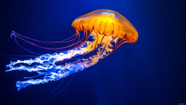 A jellyfish with radiant bioluminescence drifting in the ocean, casting an ethereal glow in the surrounding water, with soft, swirling currents.