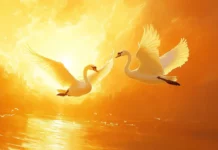 A pair of majestic Swans gliding in front of a golden sunset, perfect for Swans desktop backgrounds.