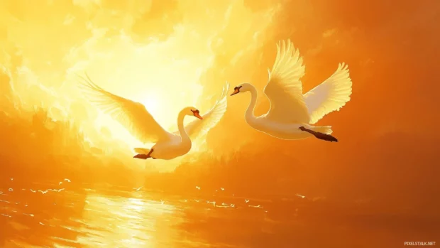 A pair of majestic Swans gliding in front of a golden sunset, perfect for Swans desktop backgrounds.