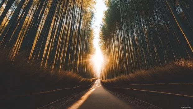 A quiet bamboo forest with sunlight filtering through the tall bamboo stalks, creating a serene atmosphere.