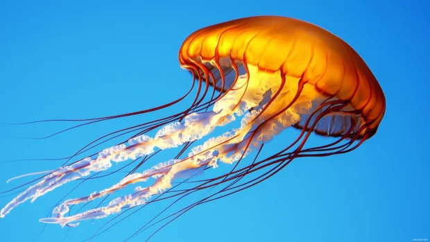 A serene scene with a single jellyfish drifting through clear blue water, capturing the beauty of its long, flowing tentacles and translucent bell.