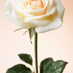 A single rose in full bloom centered on a soft gradient background.