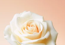 A single rose in full bloom centered on a soft gradient background.
