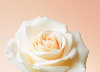 A single rose in full bloom centered on a soft gradient background.