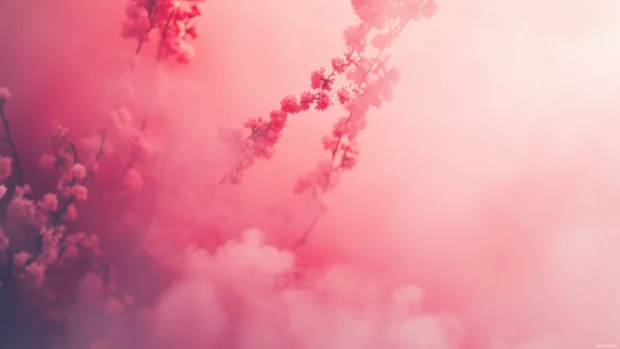 A soft focus view of blooming cherry blossoms in spring, their petals forming a vibrant pink canopy against the sky.