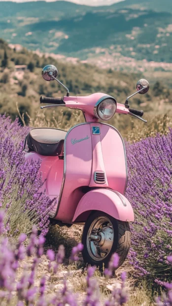A vintage pink scooter parked beside blooming lavender.