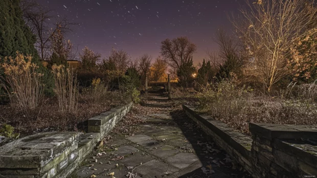 Abandoned gardens sparkling beneath nightfall.