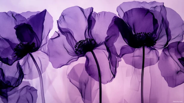Abstract overlay of multiple purple floral silhouettes.