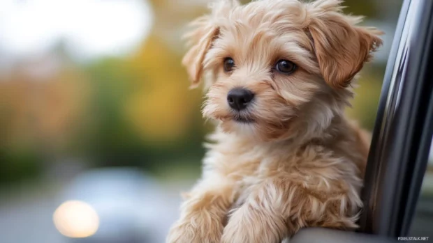 Adorable Puppy looking out of a car window during a road trip.