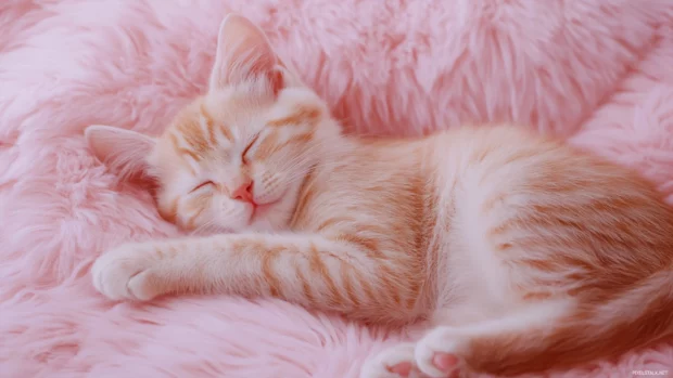 Adorable kitten sleeping on a fluffy pink pillow with soft lighting.