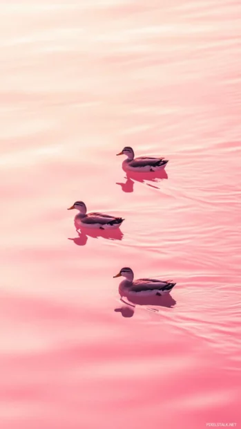 Aesthetic Duck Wallpapers with ducks floating on gentle water ripples and soft blush gradient tones.