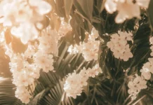 Aesthetic Summer wallpaper with vintage tones and summer picnic vibes.