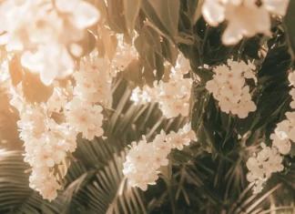 Aesthetic Summer wallpaper with vintage tones and summer picnic vibes.