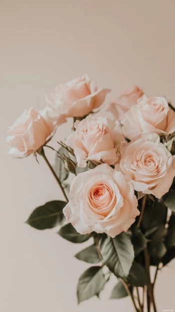Aesthetic rose bouquet lock screen wallpaper for iPhone with soft pink tones.