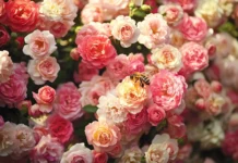 Bees buzzing among Beautifull Roses in bloom.