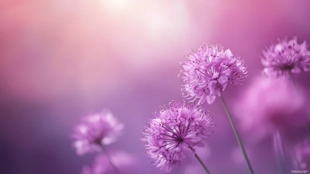 Blooming allium flowers in soft purple tones, top purple aesthetic wallpapers for desktop.