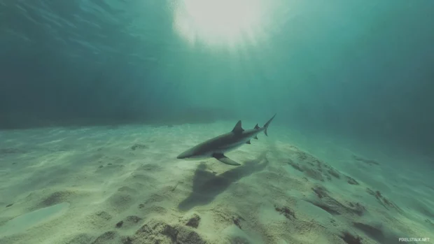 Bold perspective of shark swimming above sandy seabed.