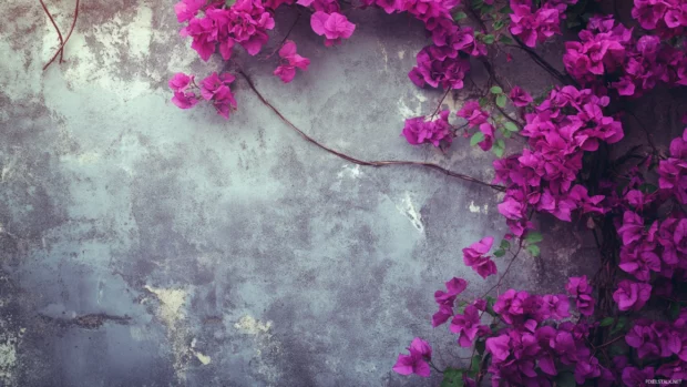 Bougainvillea flowers blooming along a vintage wall in purple shades.