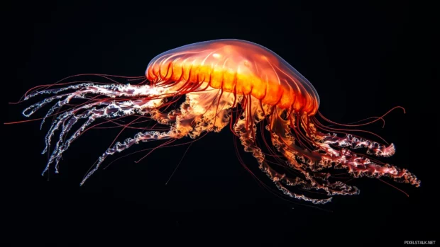 Close up of a vibrant jellyfish drifting gracefully, with soft tendrils flowing in all directions against a dark ocean backdrop.