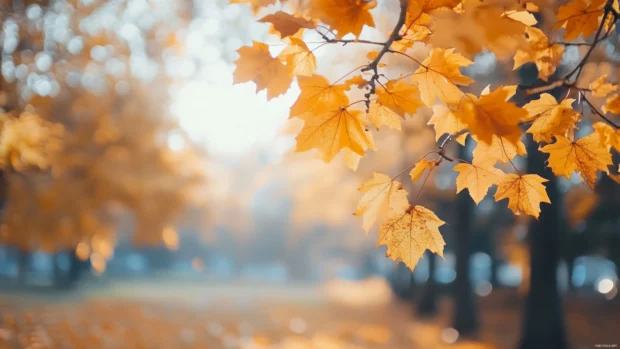Crisp fall air captured in a park scene with vivid orange leaves, one of the best fall wallpapers.