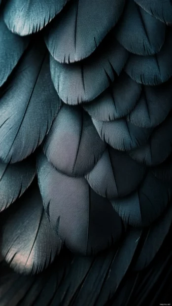 Dark feathers layered softly over each other.