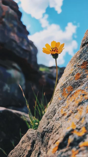 Delicate Pretty Flower thriving in rocky cliffside.