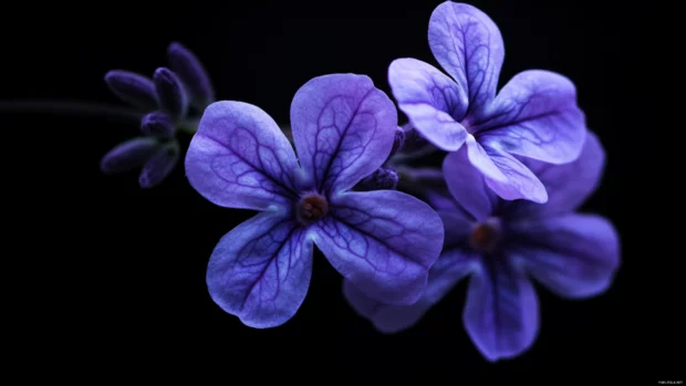 Delicate lavender blooms with subtle shadows, one of the most downloaded Floral PC Wallpapers.