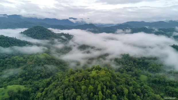 Dense fog settles between forested hills after rainfall.
