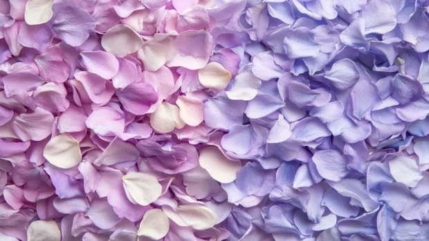 Dreamy arrangement of lilac and lavender petals in high resolution, great for purple floral desktop background.