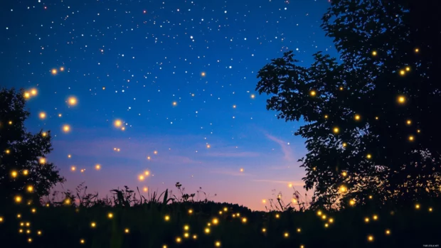 Dreamy summer night sky with stars and fireflies, romantic and magical, summer desktop wallpaper material.