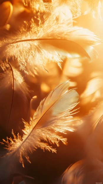 Feathers drifting down through soft sunlight.