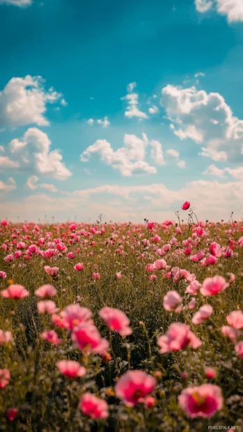 Fields stretching into distance filled with Pretty Flower.