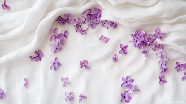 Flatlay of lilac petals over white linen.
