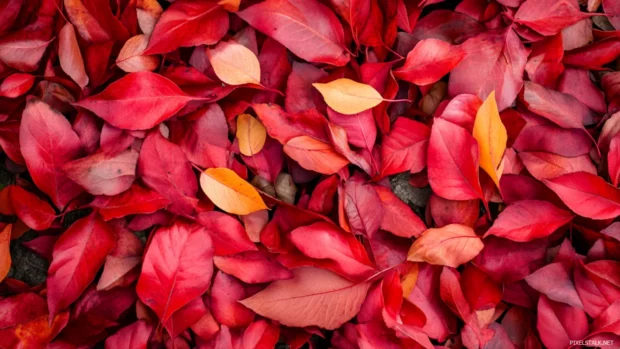 Footpaths blanketed with Beautifull crimson leaves.