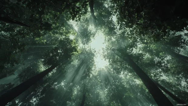 Forest canopy seen from below with light filtering between leaves.