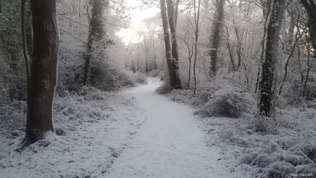Frost sparkling across a Beautifull woodland path.