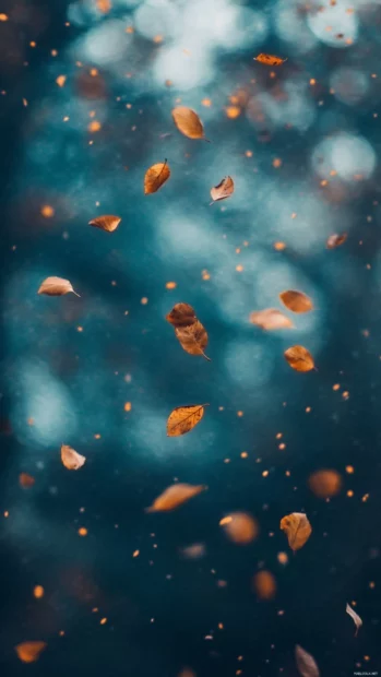 Gentle autumn leaves falling slowly on a blurred background.