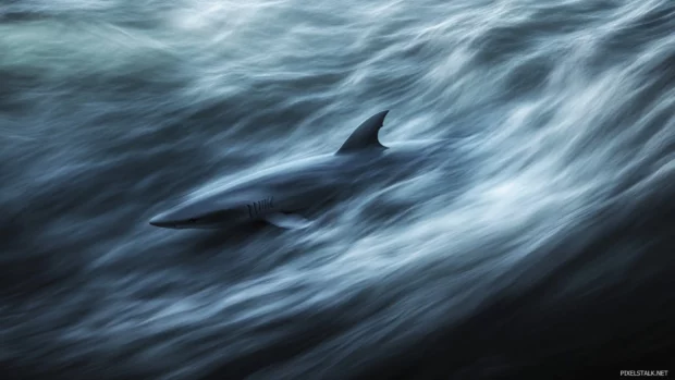 Gentle current flowing around resting shark form.