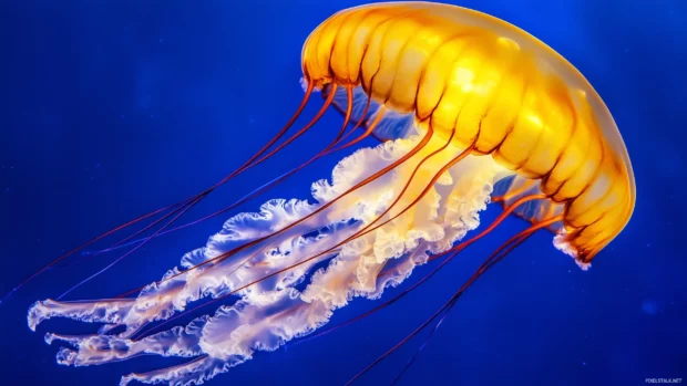Glowing jellyfish floating gracefully in deep blue waters, its translucent body and tentacles illuminated by soft light.