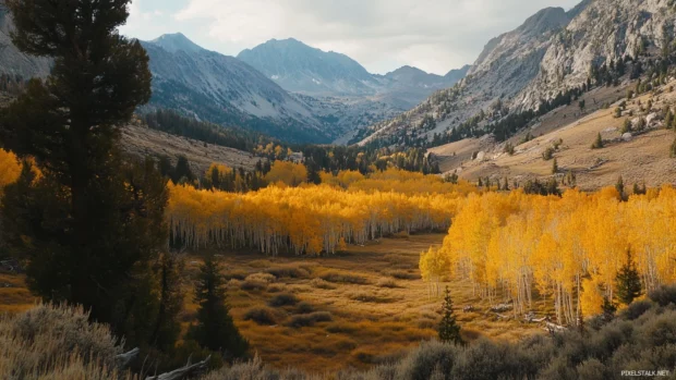 Golden autumn woods blanketing a pretty valley.
