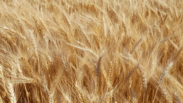 Golden fields of pretty wheat under afternoon sun.
