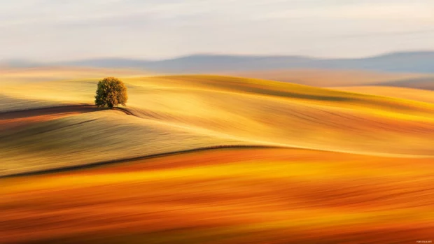 Golden hour field positioned with minimalist balance and contrast.